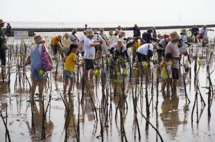 Toyota plants mangrove forests for the 17th year