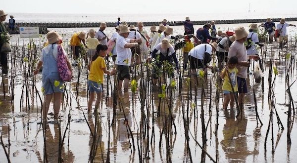 Toyota plants mangrove forests for the 17th year